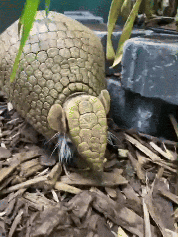 Armadillo Looking GIF by Valley Zoo Development Society