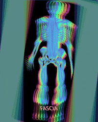 fisio4u fisioterapia esqueleto physio fascia GIF