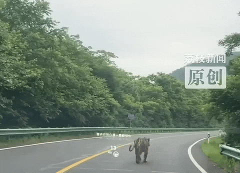 cuteanimalland giphyupload GIF