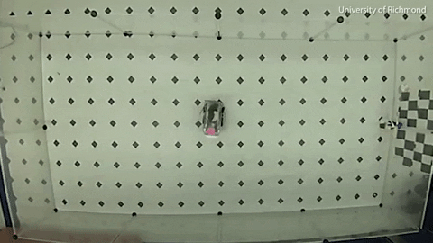 tulsimo giphygifmaker GIF