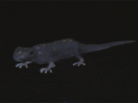 animation vintage GIF by rotomangler