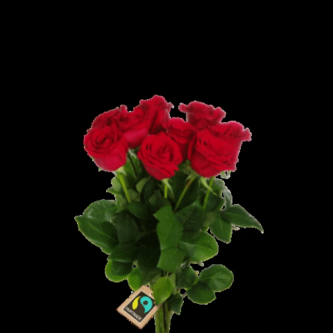 Fairtrademaerketdanmark giphygifmaker rose roses fairtrade GIF
