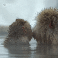Pbs Nature Monkey GIF by Nature on PBS