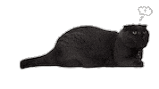 Cat 고양이 Sticker