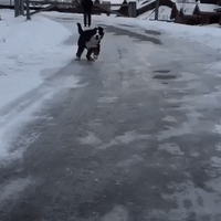 Bernese Puppy Quinn Enjoys an Icy Slide in Slow-Motion