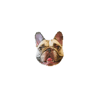 maimaidesignco pardonmy2frenchies maimaidesignco Sticker
