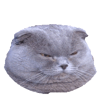 annoyed STICKER by imoji