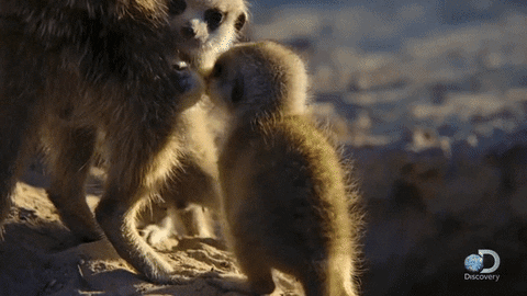 baby meerkats GIF