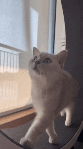 Cat Kitty GIF