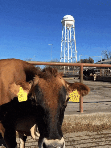 ucdavis cow ag cows aggies GIF