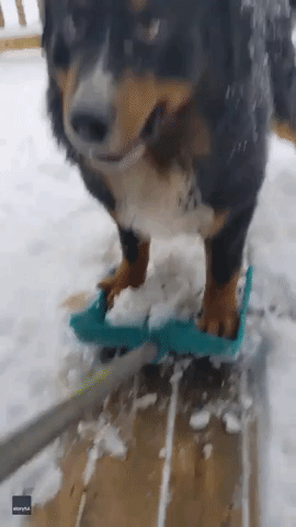 Dog Hampers Owner's Snow-Clearing Attempt