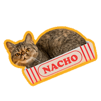 cat Sticker