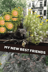 alexmagnin birds doves GIF