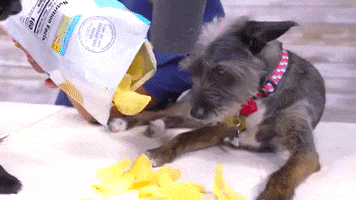 Fail Potato Chips GIF by Guava Juice