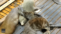 What Furiends Are For: Seal Gets a Satisfying Rub Courtesy of Pal