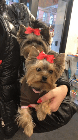 Yorkie GIF by SchoolForTheDogs