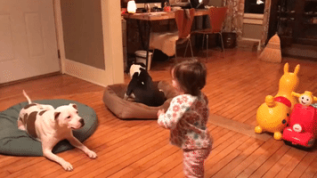 Dog Training Toddler Dishes Out the Treats