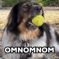 Dog Ball GIF by The Vanlife Network