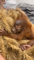 New Orleans Zoo Welcomes Baby Orangutan 'Roux'