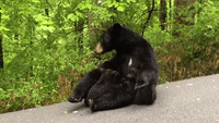 Black Bear Cubs in Great Smoky Mountains Can't Wait for Mother's Milk