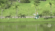 Palmeiras palmeiras resort porco voa GIF