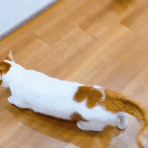 cuteanimalland giphyupload GIF
