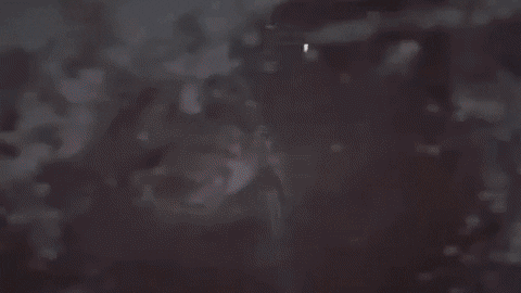 giphyupload GIF