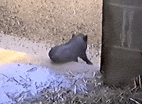 pork GIF