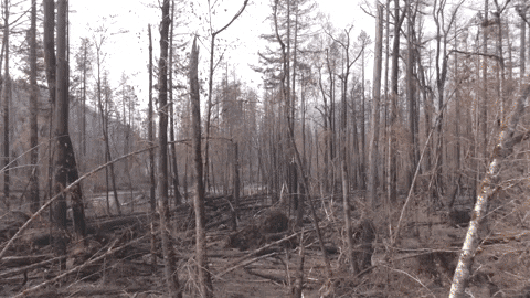 Forest Fires GIF by ActionVFX