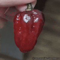 samaralikespeppers  GIF