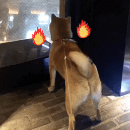bbomme fire shibainu soba GIF