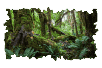 Forest Trees Sticker