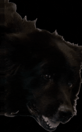 K9GRAPHICS giphygifmaker GIF