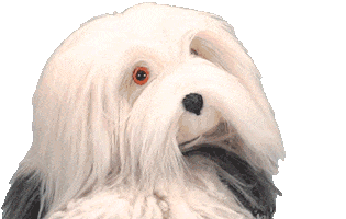 Sad Samson En Gert Sticker by Studio 100