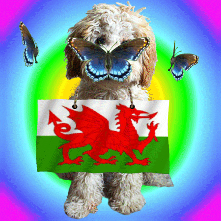 St Davids Day Wales GIF