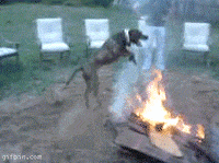 Dog Jumping GIF