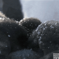 Bbc Earth Wildlife GIF by BBC America