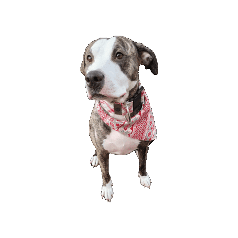 Winter Dog Sticker by Geekster Pets
