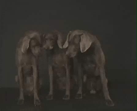 William Wegman Kiss GIF by Jason Clarke