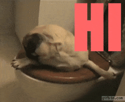 dog hello GIF by arielle-m