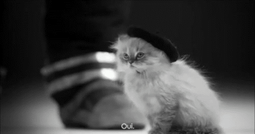 french cat GIF