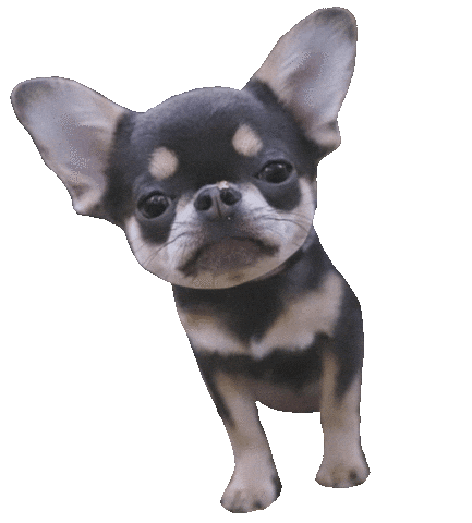 Dog Sticker
