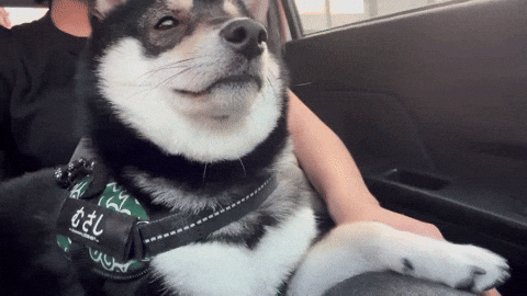 cuteanimalland giphyupload GIF
