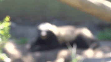Meet the Honey Badger, One of the World's Meanest Animals