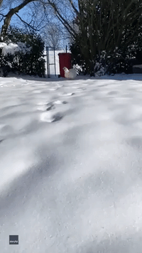Fowl Weather: Chubby Chicken Trudges Through Snow for Food