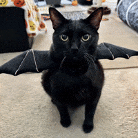 Halloween Cat GIF