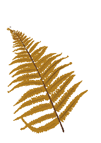 Fern Wildflower Sticker by MadgenFou