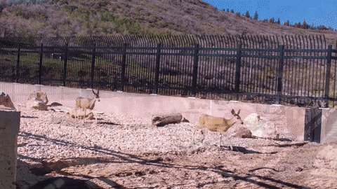 utahdwr giphygifmaker GIF