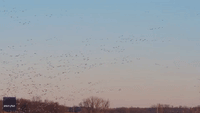 Enormous Gaggle of Geese Flocks to Western Minnesota Field