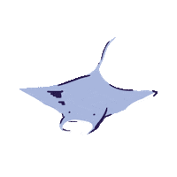 whhotels dance dancing fish boogie Sticker